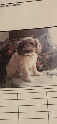Maddie - Cockapoo Dog