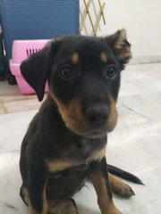 Trixied - Mixed Breed Dog