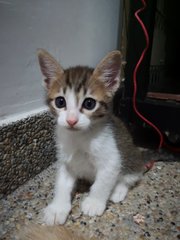 Mami + Kitties - Domestic Short Hair Cat