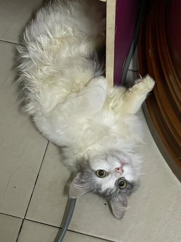 Melk - Persian Cat