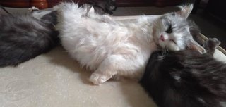 Melk - Persian Cat