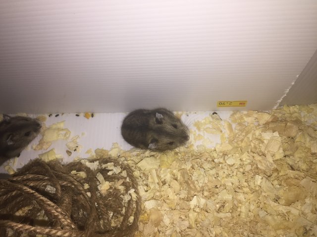 4 Hamsters  - Short Dwarf Hamster Hamster