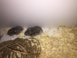 4 Hamsters  - Short Dwarf Hamster Hamster