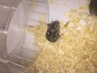 4 Hamsters  - Short Dwarf Hamster Hamster