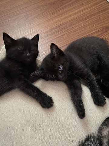 2 Black Female Kitties For Adoption! - Domestic Short Hair Cat