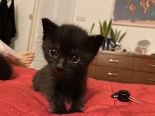 2 Black Female Kitties For Adoption! - Domestic Short Hair Cat