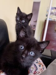 2 Black Female Kitties For Adoption! - Domestic Short Hair Cat