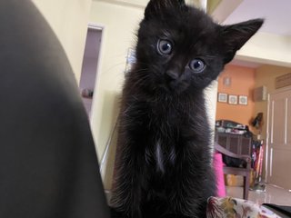 2 Black Female Kitties For Adoption! - Domestic Short Hair Cat