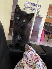 2 Black Female Kitties For Adoption! - Domestic Short Hair Cat