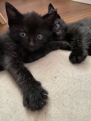 2 Black Female Kitties For Adoption! - Domestic Short Hair Cat