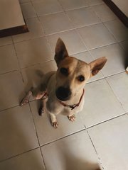 Rina - Mixed Breed Dog