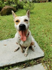 Rina - Mixed Breed Dog