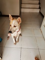 Rina - Mixed Breed Dog