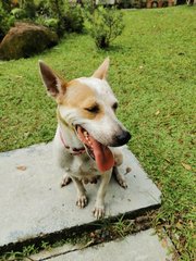 Rina - Mixed Breed Dog