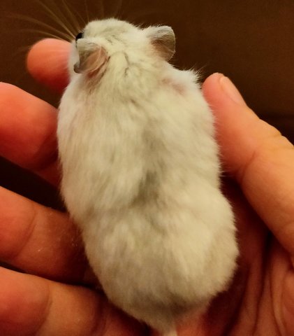 2 Months Winter White - Short Dwarf Hamster Hamster