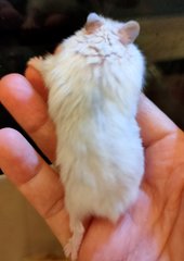 2 Months Winter White - Short Dwarf Hamster Hamster