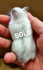 2 Months Winter White - Short Dwarf Hamster Hamster