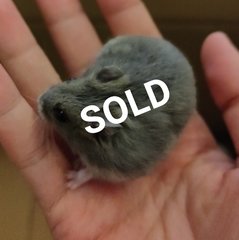 2 Months Winter White - Short Dwarf Hamster Hamster