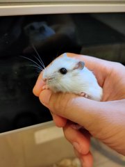 2 Months Winter White - Short Dwarf Hamster Hamster