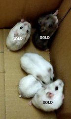 2 Months Winter White - Short Dwarf Hamster Hamster