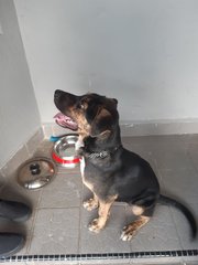 Jimmy - Mixed Breed Dog