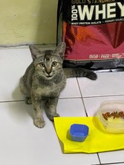 Lovely Kitten For Adoption - Domestic Short Hair Cat