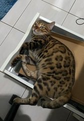 Rhea - Bengal Cat