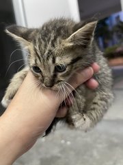 Grogu - Domestic Short Hair + Domestic Medium Hair Cat