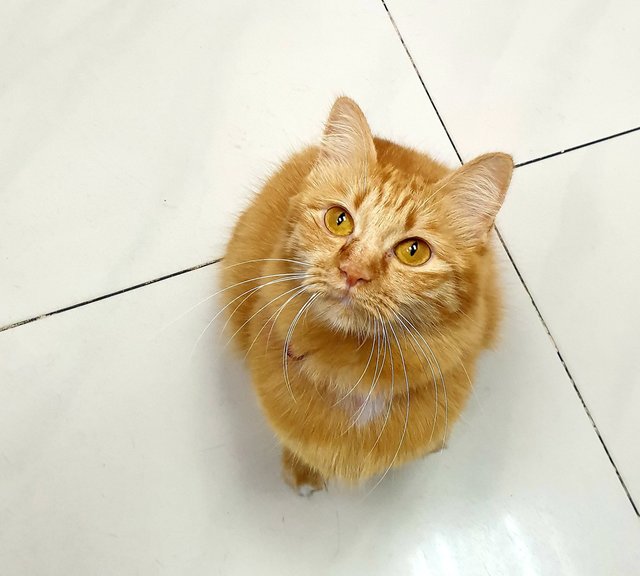 Mulan - Domestic Medium Hair + American Shorthair Cat