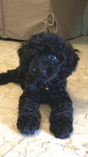 Nori - Poodle Dog