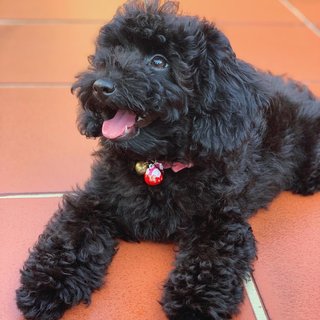 Nori - Poodle Dog