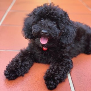 Nori - Poodle Dog