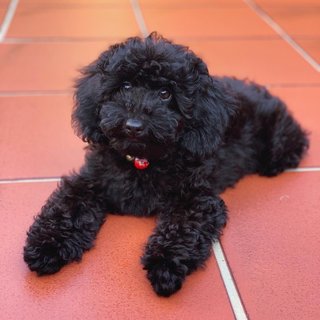 Nori - Poodle Dog