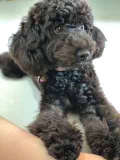 Nori - Poodle Dog