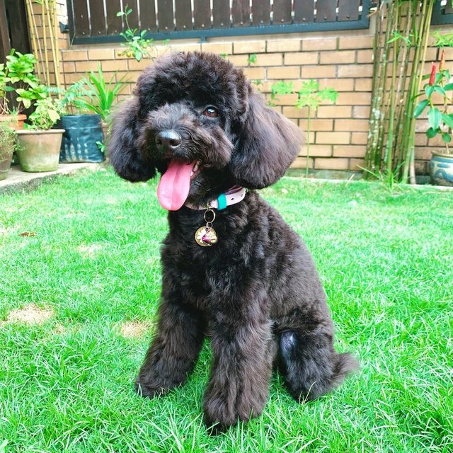 Nori - Poodle Dog