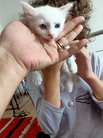 Sweetie - Domestic Long Hair Cat