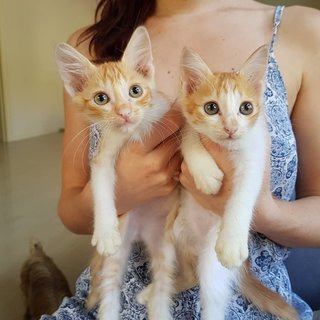 Lolly And Sherbet - Domestic Short Hair Cat