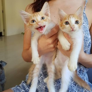 Lolly And Sherbet - Domestic Short Hair Cat