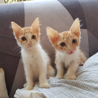 Lolly And Sherbet - Domestic Short Hair Cat