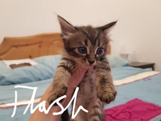 Adorable 5 Week Old Kittens - Domestic Short Hair Cat