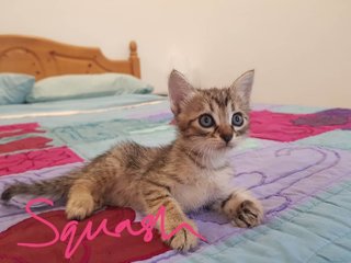 Adorable 5 Week Old Kittens - Domestic Short Hair Cat