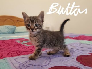 Adorable 5 Week Old Kittens - Domestic Short Hair Cat