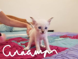 Adorable 5 Week Old Kittens - Domestic Short Hair Cat