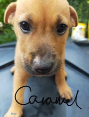 Sweet Puppies - Mixed Breed Dog