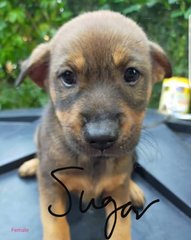 Sweet Puppies - Mixed Breed Dog