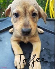 Sweet Puppies - Mixed Breed Dog