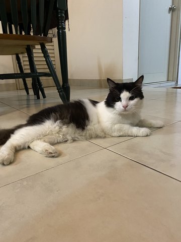 Kori - Domestic Long Hair Cat