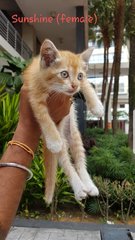 Ginger (Fka Sunshine) - Domestic Short Hair Cat