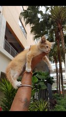 Ginger (Fka Sunshine) - Domestic Short Hair Cat