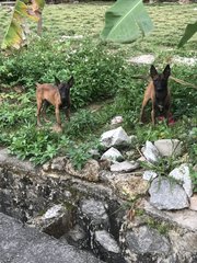 Malinois Puppy For Adoption  - Mixed Breed Dog